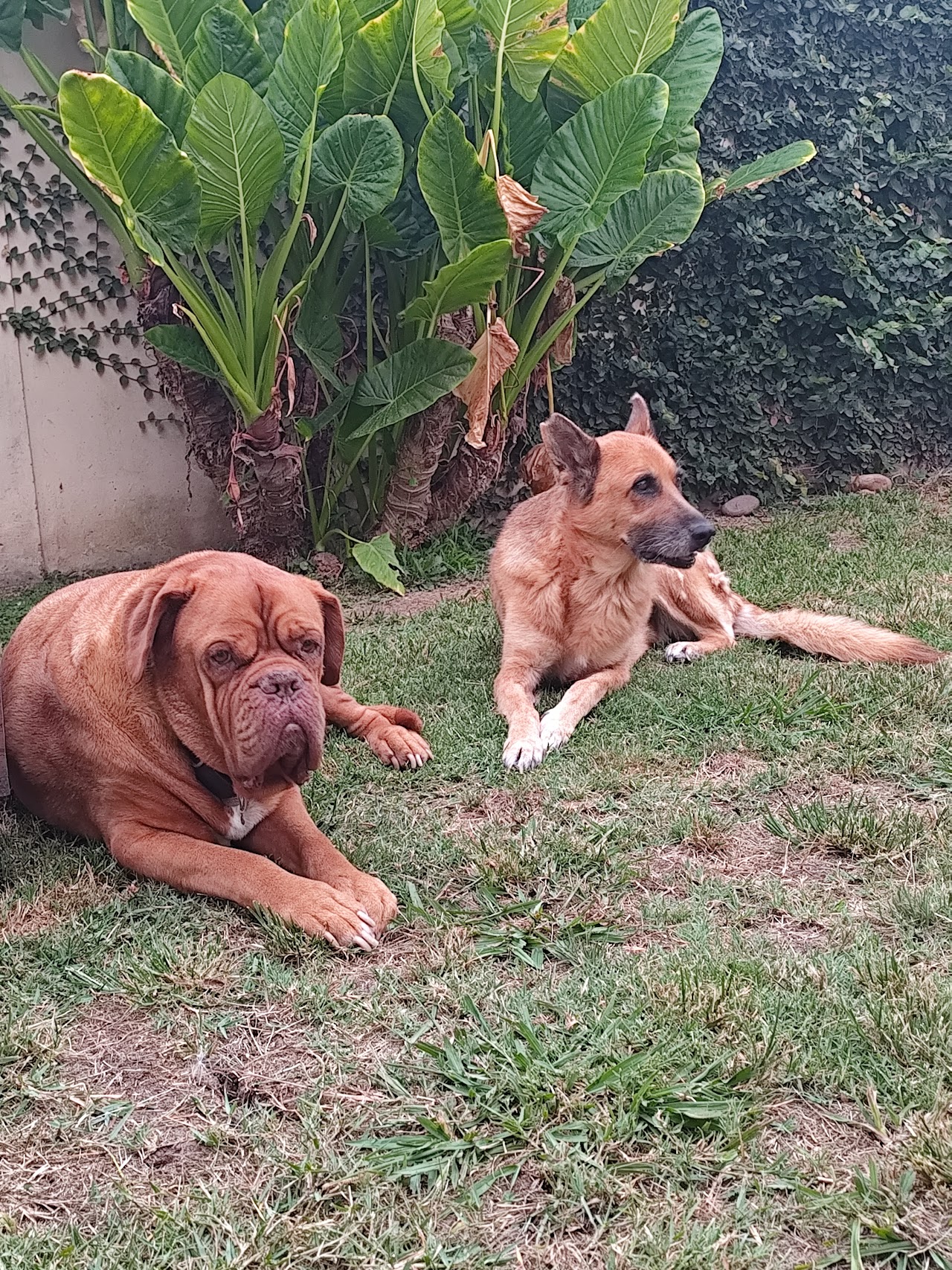 Dos perros felices y saludables en el jardín