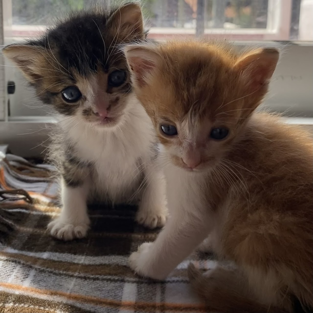 Gatitos atendidos en la clínica
