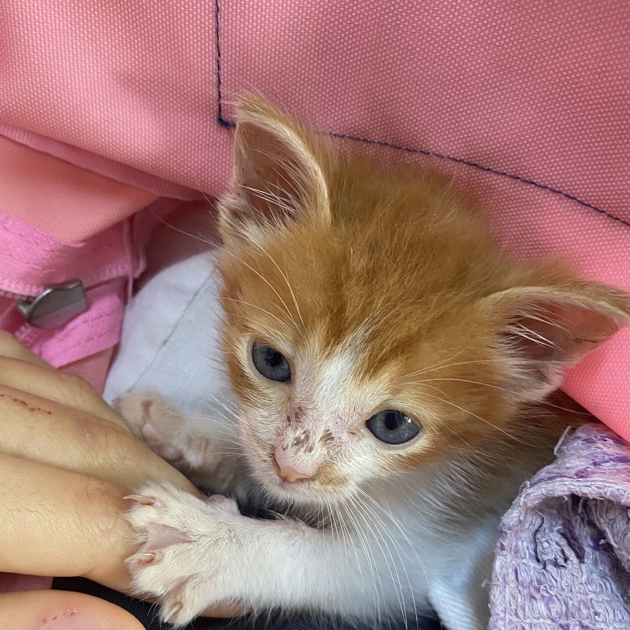 Gatito atendido en la clínica