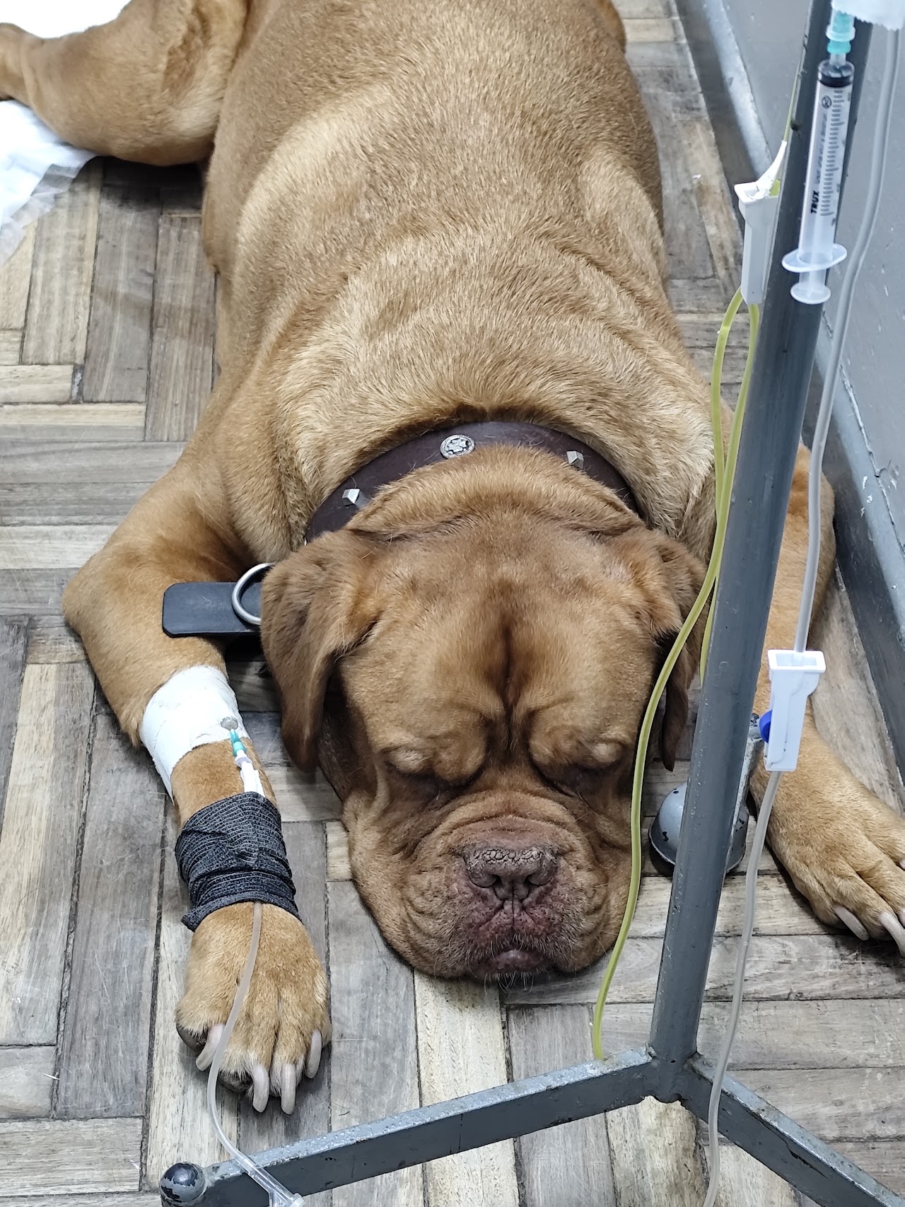 Perro en tratamiento en la clínica
